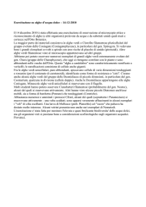 Esercitazione su alghe d`acqua dolce – 14-12