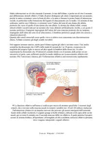 olfatto - IHMC Public Cmaps (3)