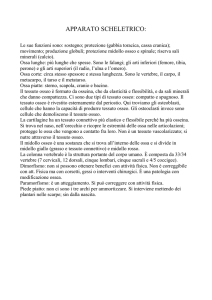 apparato scheletrico