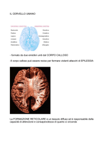 il cervello umano