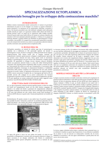 Giuseppe Martorelli SPECIALIZZAZIONE ECTOPLASMICA