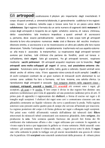 sintesi artropodi
