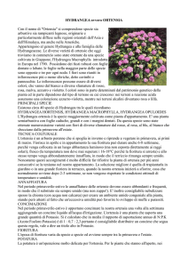 HYDRANGEA ovvero ORTENSIA Con il nome di "Ortensia" si