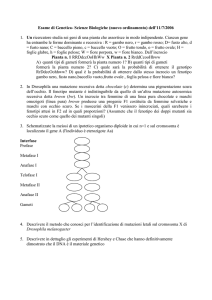 tipo 1