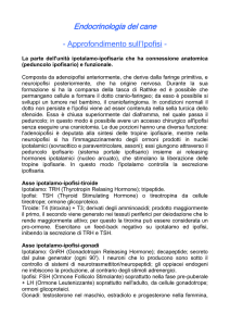 Approfondimento sull`Ipofisi