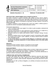 Fuoco batterico - Campicoltura Fuoco batterico Campicoltura