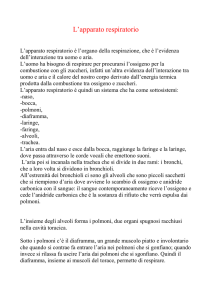 L`apparato respiratorio