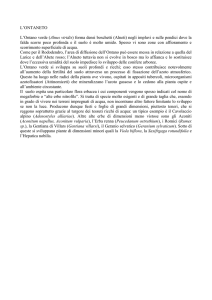 versione Word