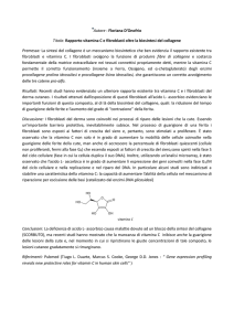 Autore : Floriana D`Onofrio Titolo: Rapporto vitamina C e fibroblasti