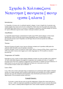 Scheda di Coltivazione Nepenthes Ibridi