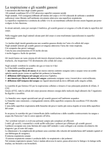 respiratorio_sintesi