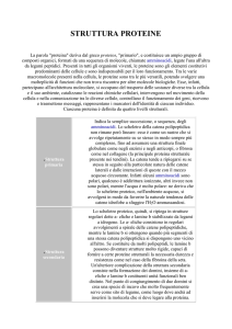 organizzazione cellula eucariote