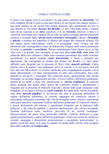 COME E` FATTO IL CUORE