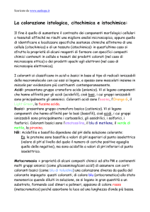 La colorazione istologica, citochimica e istochimica: