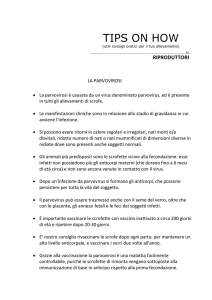 La parvovirosi