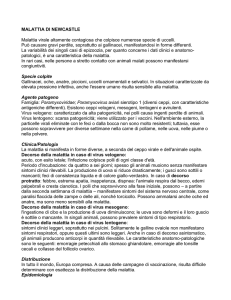Descrizione malattia - Cooperativa Agricola del Bidente Società