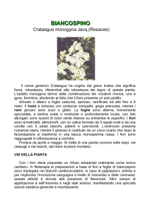 biancospino - Riserva Naturale Monte Serra di Sotto