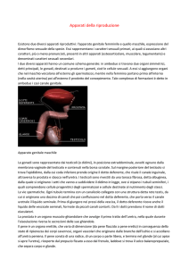 Apparati della riproduzione Esistono due diversi apparati riproduttivi