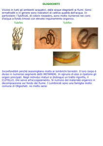 Oligocheti-Plecotteri