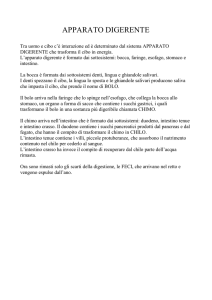 apparato digerente - IHMC Public Cmaps