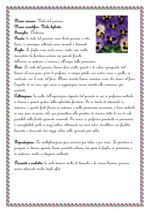Viola del pensiero - ComprensivoTurbigo