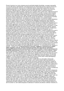 Piccioni Il piccione è un nome compreso per gli uccelli della famiglia
