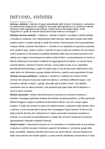 nervoso, sistema