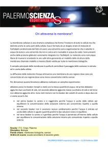 Chi attraversa la membrana