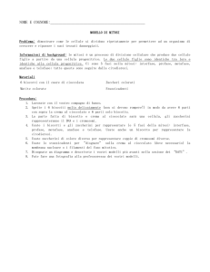Modello mitosi - Il Blog della Prof