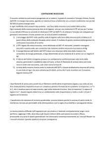 CONTRAZIONE MUSCOLARE Il muscolo scheletrico può essere