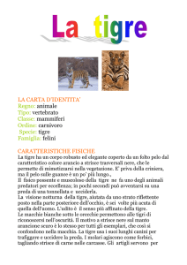 La Tigre: Scheda Informativa per Bambini