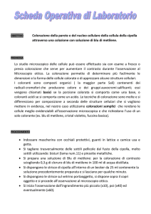 File - PROF . Simone Schiavon