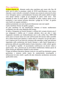 pino marittimo - Istituto Comprensivo Raffaello Sanzio