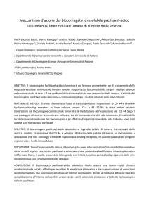 Meccanismo d`azione del bioconiugato idrosolubile paclitaxel