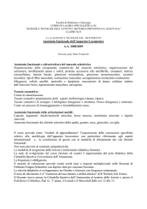 IL MUSCOLO - Facoltà di Medicina e Chirurgia di Messina