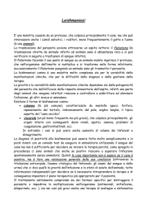 Leishmaniosi - Ambulatorio Veterinario Il Prato