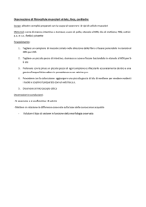 Osservazione di fibrocellule muscolari striate, lisce, cardiache