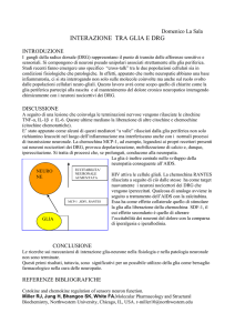 interazione tra glia e drg
