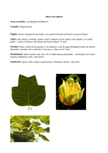 albero dei tulipani
