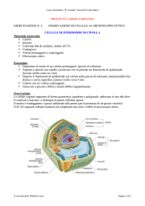 SCHEDA OPERATIVA CANUDO-MAZZINI microscopia