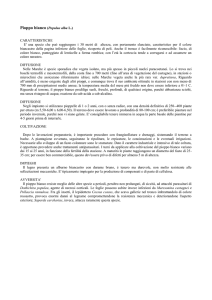 Pioppo bianco - Agricoltura