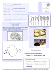 funghi_riassunto