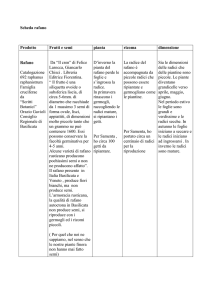 Prodotto - ragnatela