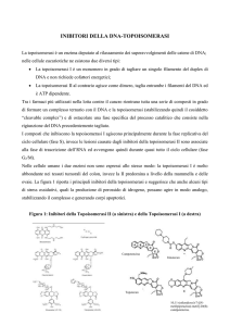 Inibitori delle Topoisomerasi