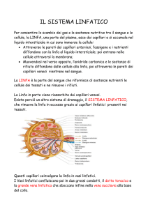 IL SISTEMA LINFATICO 2^ C Giorgia Merluzzi