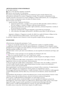articolazione coxo-femorale