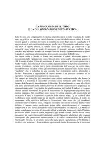 06 la fisiologia dell`osso - Come fa l amore un uomo di 50 anni