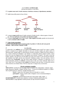 c LA CATENA ALIMENTARE sintesi finale