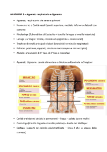 ANATOMIA 3 - e
