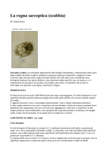 La rogna sarcoptica - Mary`s Cavalier King